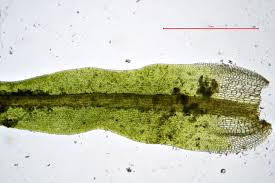 Attēlu rezultāti vaicājumam “Weissia squarrosa”