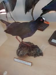 Image result for Porphyrio alleni