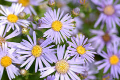 Image result for Aster amellus