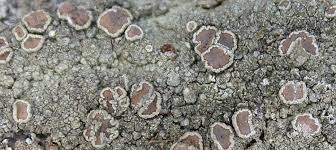 Attēlu rezultāti vaicājumam “Lecanora allophana”