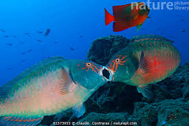 Image result for Calotomus carolinus