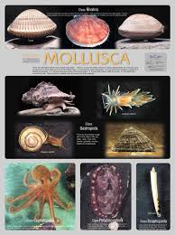 Attēlu rezultāti vaicājumam “Mollusca”
