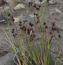 Attēlu rezultāti vaicājumam “Juncus articulatus”