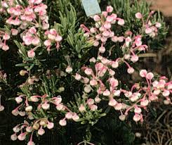 Attēlu rezultāti vaicājumam “Andromeda polifolia bud”