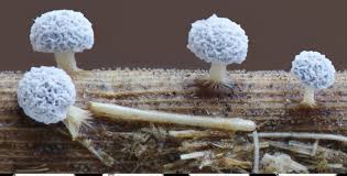 Attēlu rezultāti vaicājumam “Lamproderma arcyrioides stalked”