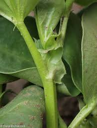 Attēlu rezultāti vaicājumam “Vicia faba leaf”