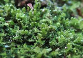 Attēlu rezultāti vaicājumam “Blepharostoma trichophyllum sporophyte”