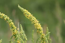 Attēlu rezultāti vaicājumam “Verbascum nigrum flower”