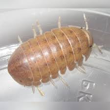 Attēlu rezultāti vaicājumam “Euura brevicornis”