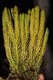 Attēlu rezultāti vaicājumam “Huperzia selago”