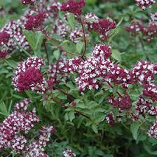 Attēlu rezultāti vaicājumam “Origanum vulgare flower”