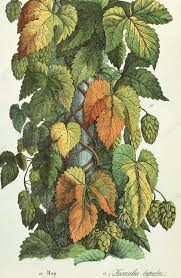 Attēlu rezultāti vaicājumam “Humulus lupulus leaf”