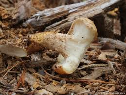 Attēlu rezultāti vaicājumam “Lentinus lepideus”