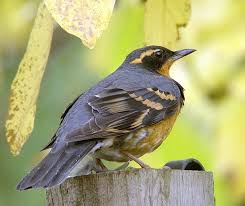 Image result for Ixoreus naevius