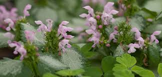 Attēlu rezultāti vaicājumam “Lamium maculatum”