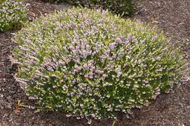 Attēlu rezultāti vaicājumam “Erica x darleyensis flower”