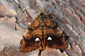 Attēlu rezultāti vaicājumam “Orgyia antiqua imago”