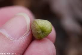 Attēlu rezultāti vaicājumam “Diderma umbilicatum stalked”