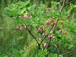 Attēlu rezultāti vaicājumam “Menziesia ferruginea”
