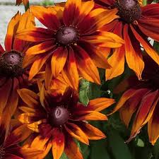 Image result for Rudbeckia