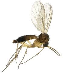 Attēlu rezultāti vaicājumam “Phronia sp.”