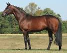 American Hanoverian