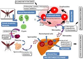 Attēlu rezultāti vaicājumam “undetermined plasmodium”