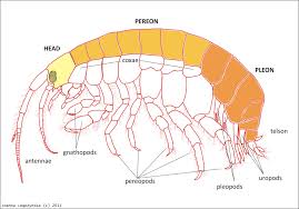 Attēlu rezultāti vaicājumam “Amphipoda”