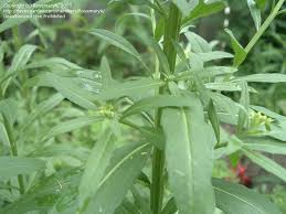 Attēlu rezultāti vaicājumam “Erysimum cheiranthoides leaf”