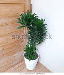 Attēlu rezultāti vaicājumam “Conardia compacta”