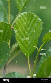 Attēlu rezultāti vaicājumam “Alnus glutinosa leaf”