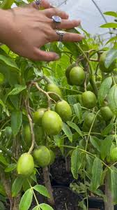 Attēlu rezultāti vaicājumam “Juncus capitatus fruit”