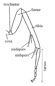 Attēlu rezultāti vaicājumam “Semioscopis oculella”