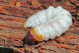 Attēlu rezultāti vaicājumam “Oxymirus cursor female”