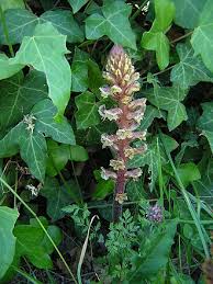 Attēlu rezultāti vaicājumam “Orobanche elatior flower”