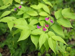 Attēlu rezultāti vaicājumam “Lathyrus vernus bud”