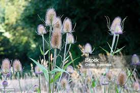Attēlu rezultāti vaicājumam “Laserpitium latifolium flower”