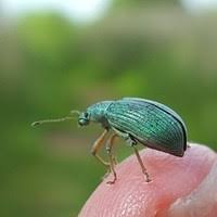 Attēlu rezultāti vaicājumam “Chlorophanus viridis”