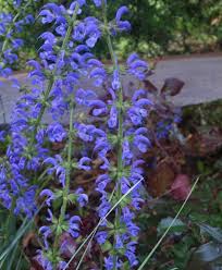 Image result for Salvia pratensis