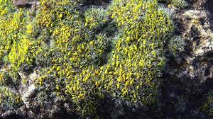 Attēlu rezultāti vaicājumam “Grimmia pulvinata sporophyte”