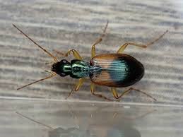 Attēlu rezultāti vaicājumam “Anchomenus dorsalis”