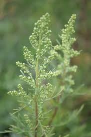 Image result for Artemisia caudata