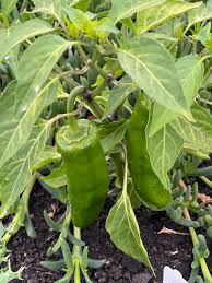 Afbeeldingsresultaat voor jalapeno early hot pepper