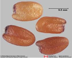 Attēlu rezultāti vaicājumam “Sisymbrium loeselii”