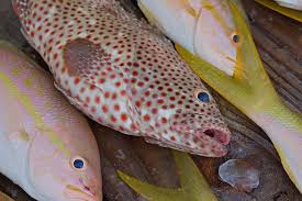 Image result for Mycteroperca phenax