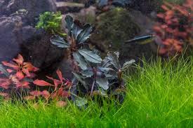 Risultati immagini per bucephalandra pinoh red stem