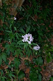 Attēlu rezultāti vaicājumam “Cardamine bulbifera flower”