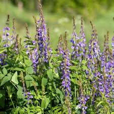 Attēlu rezultāti vaicājumam “Galega orientalis fruit”