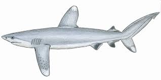 Image result for Carcharhinus longimanus