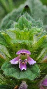 Attēlu rezultāti vaicājumam “Galeopsis bifida”